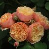 Eveline Wild UK Potted Rose