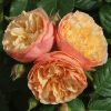 Eveline Wild UK Potted Rose - Image 6