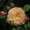 Eveline Wild UK Potted Rose - Image 2