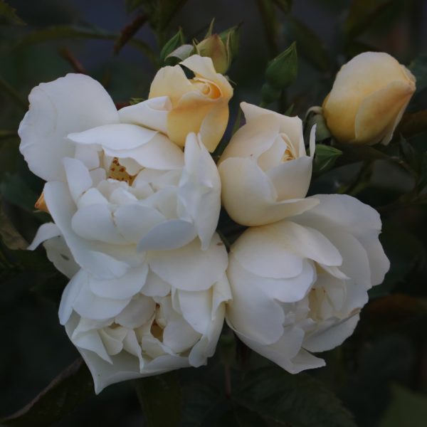 City of York UK Potted Rose - Image 7