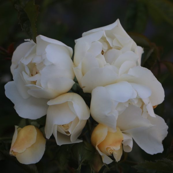 City of York UK Potted Rose - Image 8