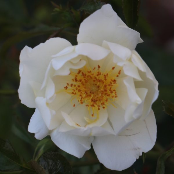 City of York UK Potted Rose - Image 6