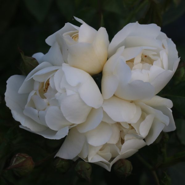 City of York UK Potted Rose - Image 4