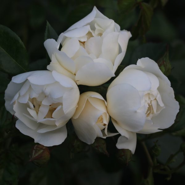 City of York UK Potted Rose - Image 5