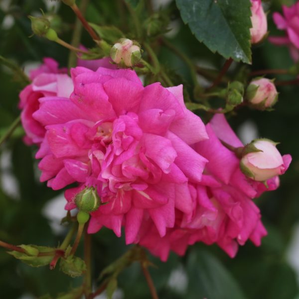 Super Excelsa UK Potted Rose - Image 3