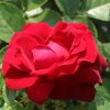 Hallie UK Potted Rose - Image 8