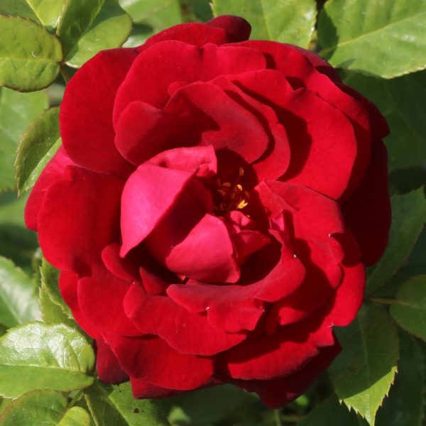 Hallie UK Potted Rose - Image 7