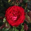 Hallie UK Potted Rose - Image 9