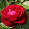 Hallie UK Potted Rose - Image 10