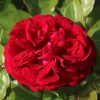 Hallie UK Potted Rose - Image 6