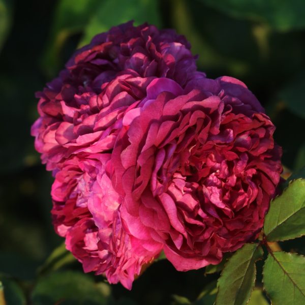 Cardinal De Richelieu UK Potted Rose - Image 3