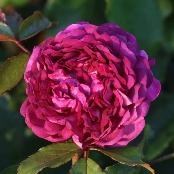 Cardinal De Richelieu UK Potted Rose - Image 5