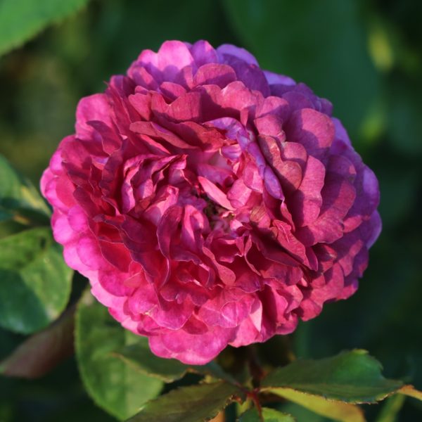 Cardinal De Richelieu UK Potted Rose - Image 2