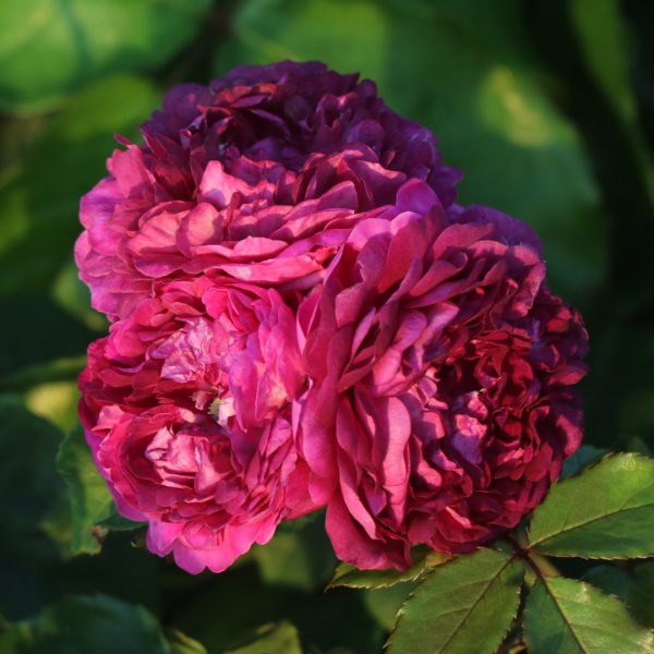 Cardinal De Richelieu UK Potted Rose - Image 4