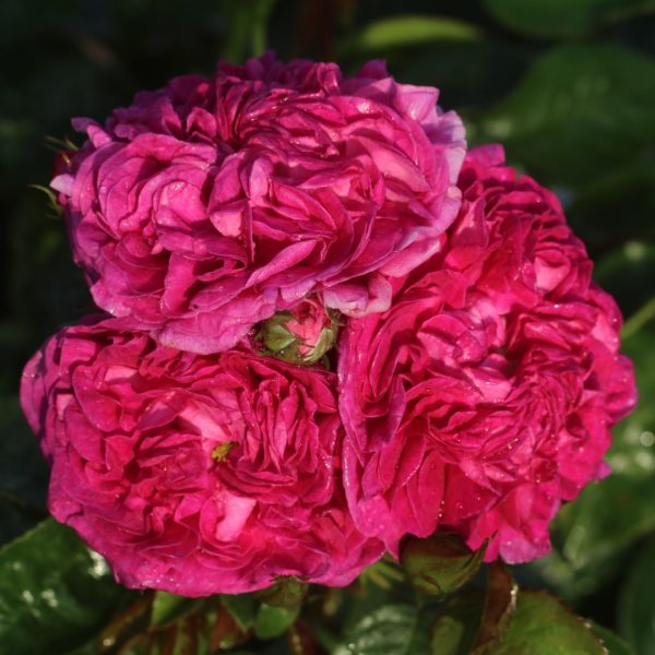 Charles de Mills Potted UK Rose - Image 5