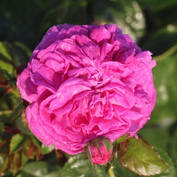 Charles de Mills Potted UK Rose - Image 2