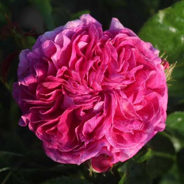 Charles de Mills Potted UK Rose - Image 4