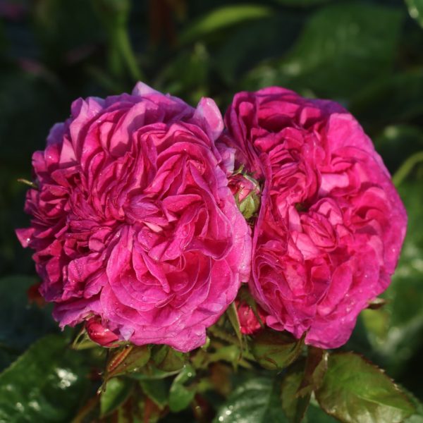 Charles de Mills Potted UK Rose