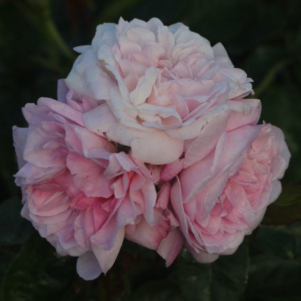 Fantin Latour UK Potted Rose - Image 6