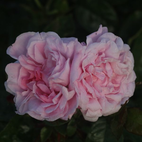 Fantin Latour UK Potted Rose - Image 2