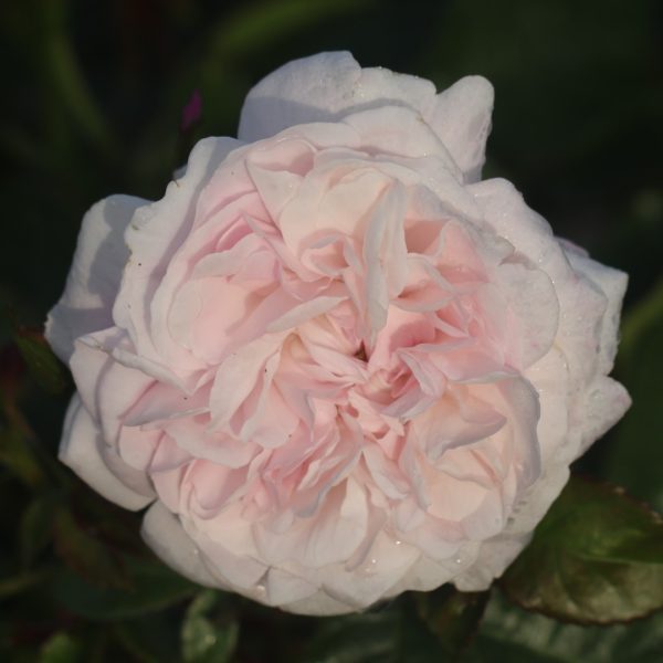 Fantin Latour UK Potted Rose