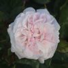 Fantin Latour UK Potted Rose - Image 4