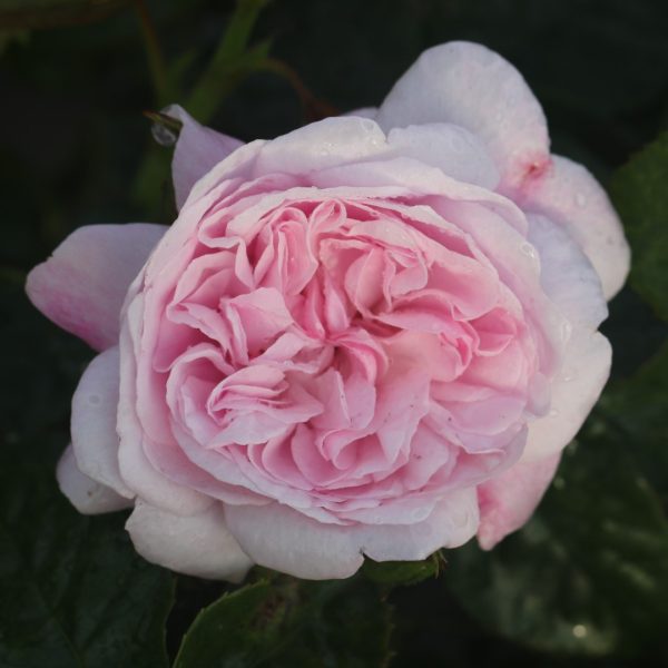 Fantin Latour UK Potted Rose - Image 3