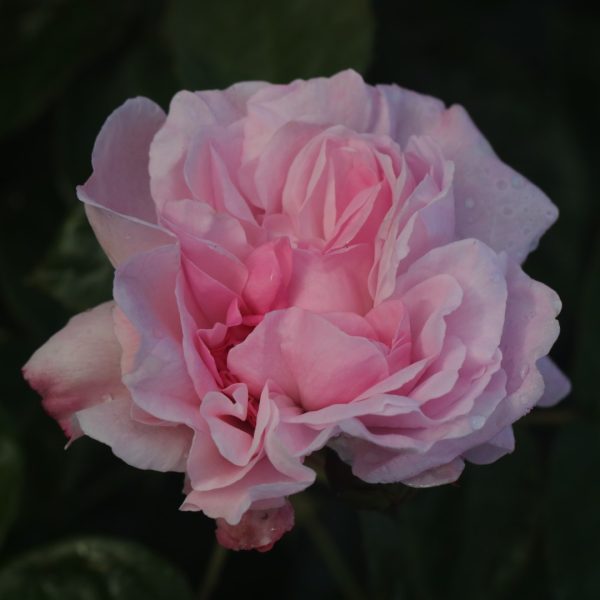 Fantin Latour UK Potted Rose - Image 5