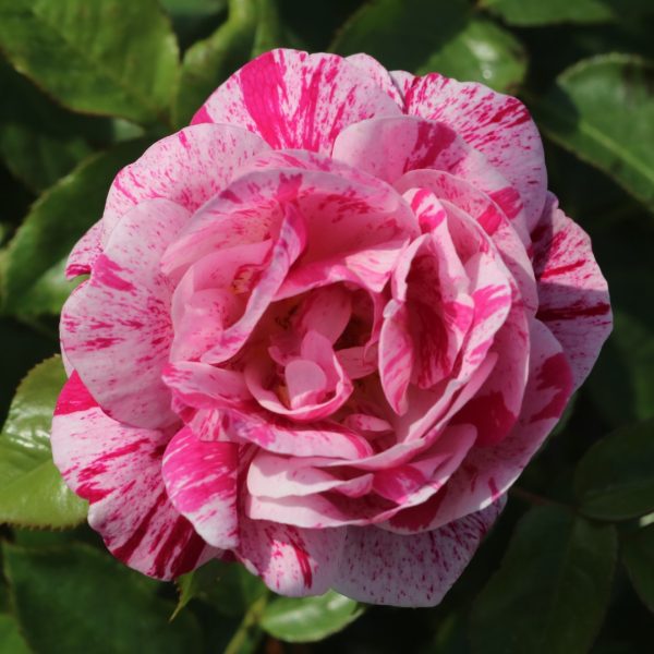 Ferdinand Pichard UK Potted Rose - Image 6