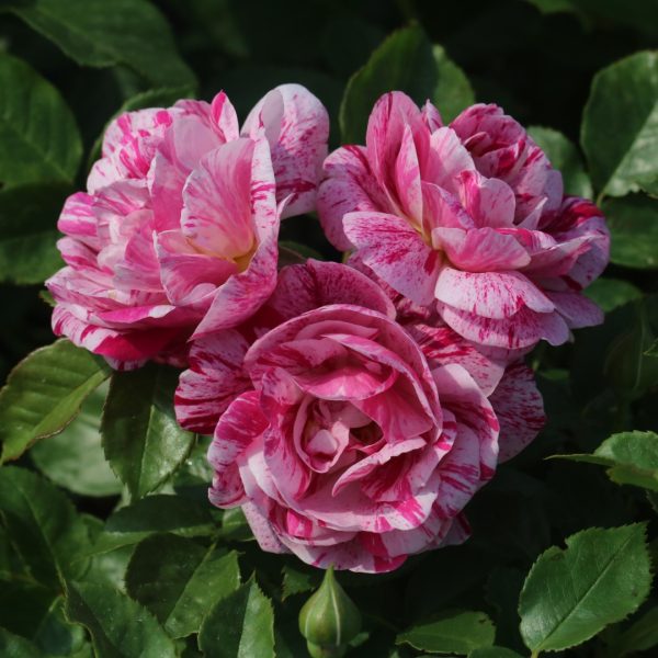 Ferdinand Pichard UK Potted Rose - Image 9