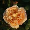 Zara UK Potted Rose