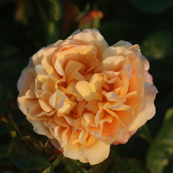 Zara UK Potted Rose