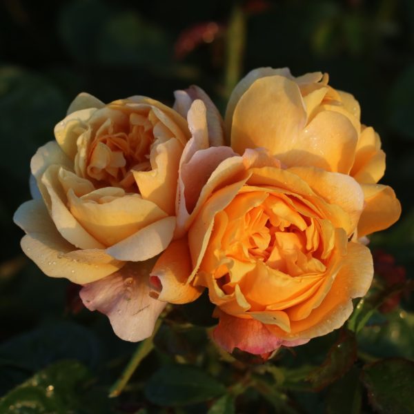 Zara UK Potted Rose - Image 4