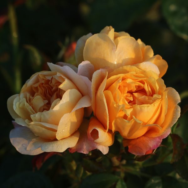 Zara UK Potted Rose - Image 7