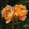 Zara UK Potted Rose - Image 6