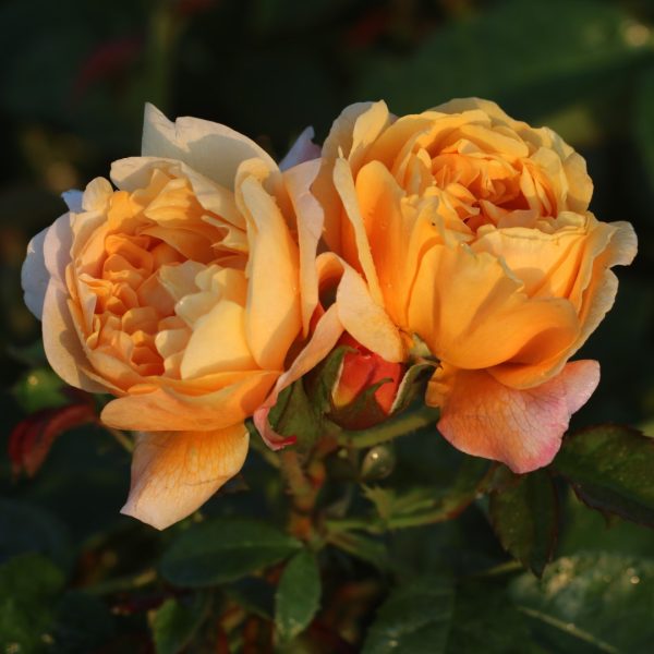 Zara UK Potted Rose - Image 6