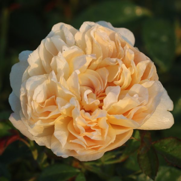 Zara UK Potted Rose - Image 5