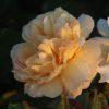 Zara UK Potted Rose - Image 3