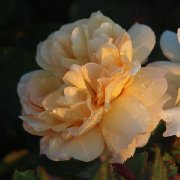 Zara UK Potted Rose - Image 3