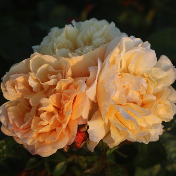Zara UK Potted Rose - Image 2