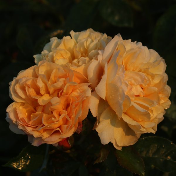 Zara UK Potted Rose - Image 8