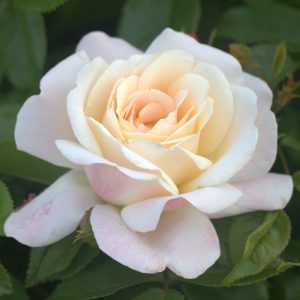 Special Day UK Potted Rose