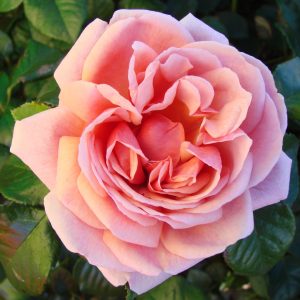 Aloha UK Potted Rose