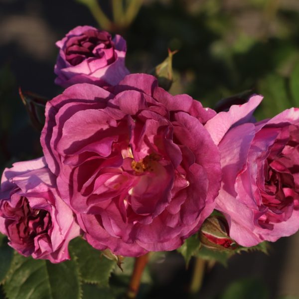 Minerva UK Potted Rose - Image 8