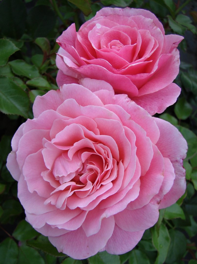 Amazing Grace UK Potted Rose - Colin Gregory Roses Ltd