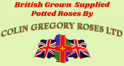 Colin Gregory Roses Ltd