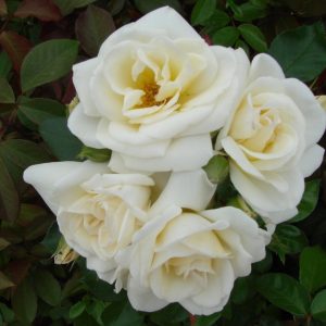 You`re The One UK Potted Rose - Image 5