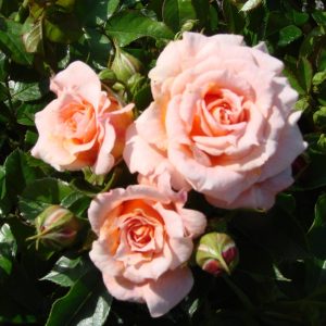Jean UK Potted Rose - Image 5