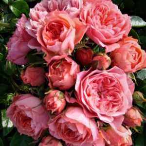 Sweet Wonder UK Potted Rose - Image 4