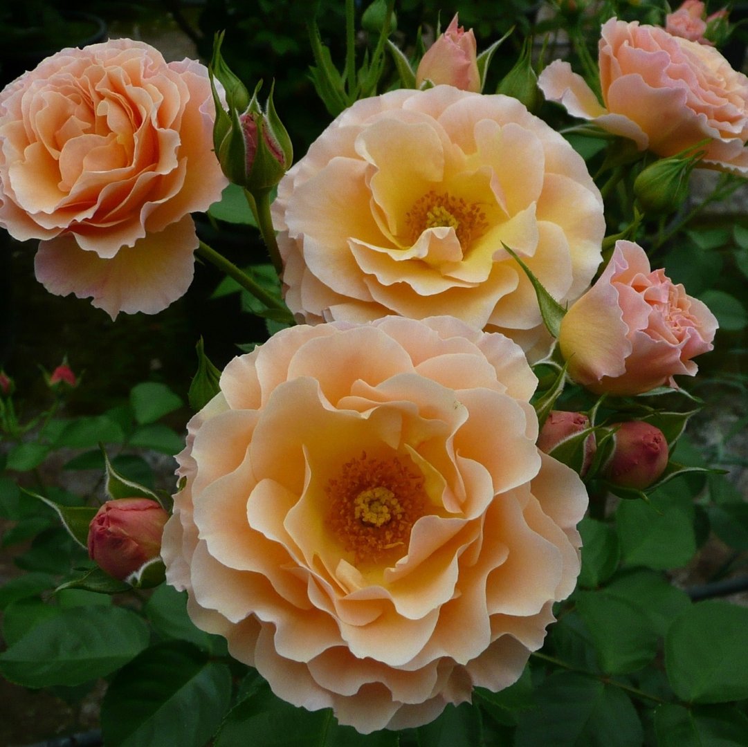Rebecca Mary UK Potted Rose - Colin Gregory Roses Ltd